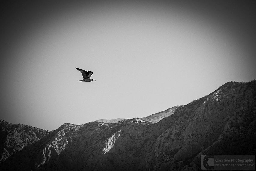 Black and white photo of flying bird