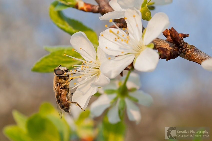 Flowers on tree twig with bee in spring