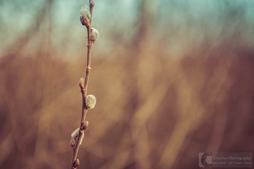 Twig with many buds in the spring. Blurred background