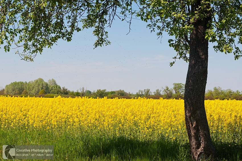 Yellow canola field with tree in the right side of the photo
