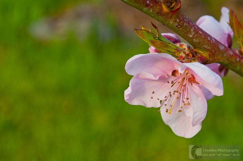 Tree twig with pink flower in the spring