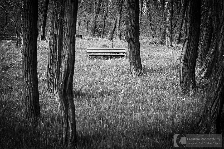 Black and white photo abount bench between some trees
