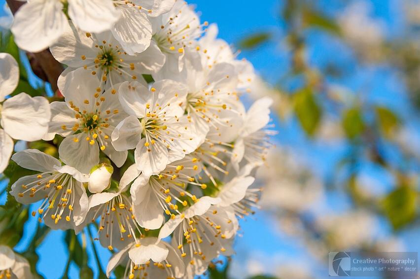 cherry tree flower in the spring
