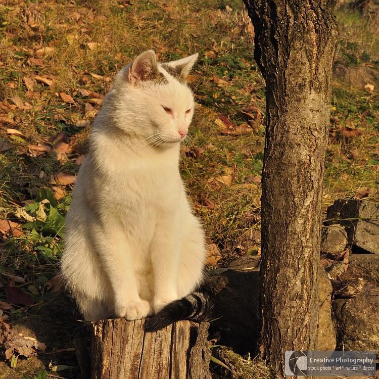 cute white cat sitting near the tree
