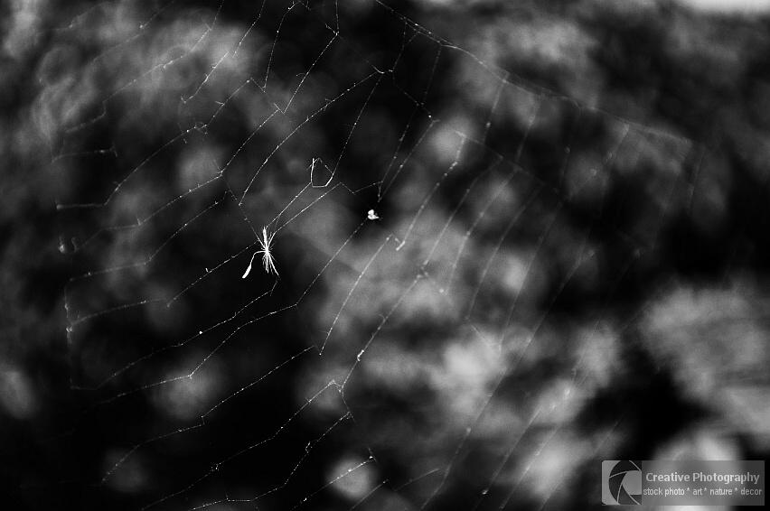 Dandelion seed on cobweb, black and white photo