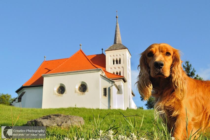 Cute dog with church in background