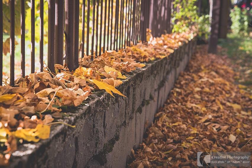 Fallen leaves on the fence in autumn