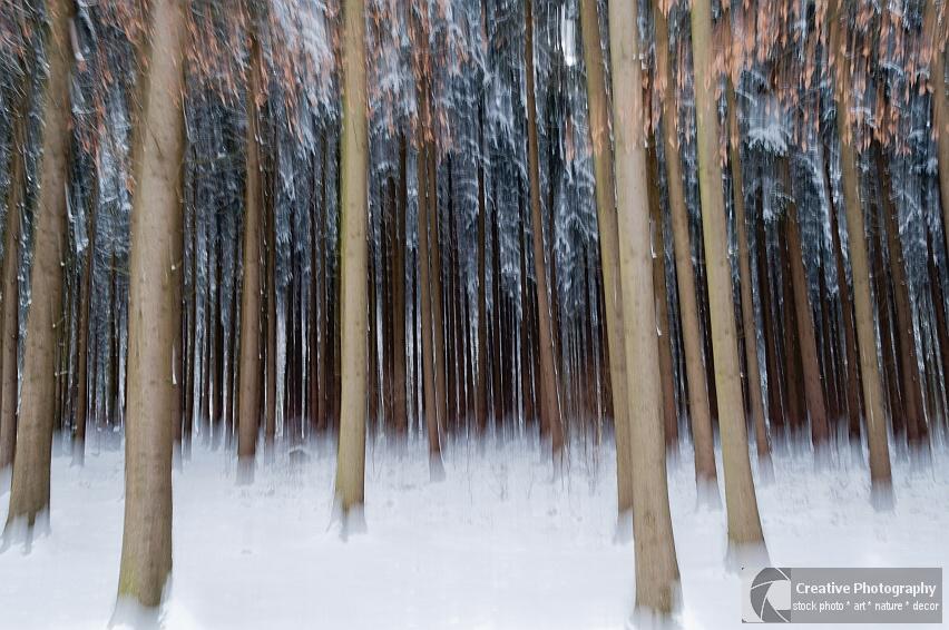 Forest impression in winter