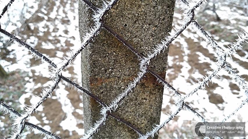 Frosty fence in winter