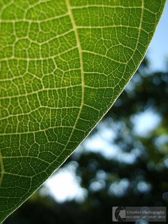 green leaf texture