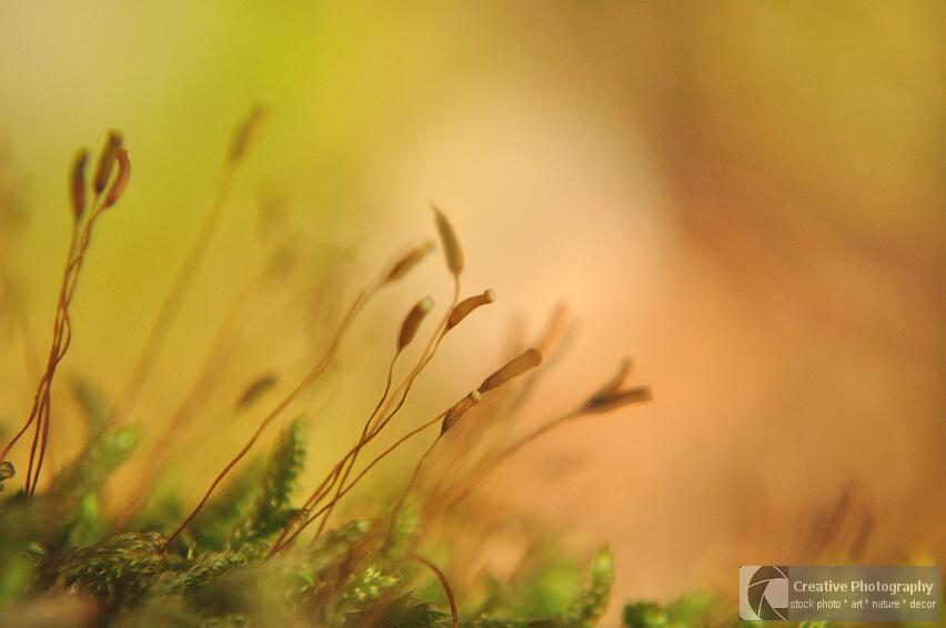 macro shot of moss