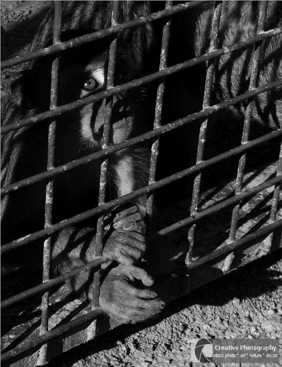 monkey prayer for the freedom, black and white photo
