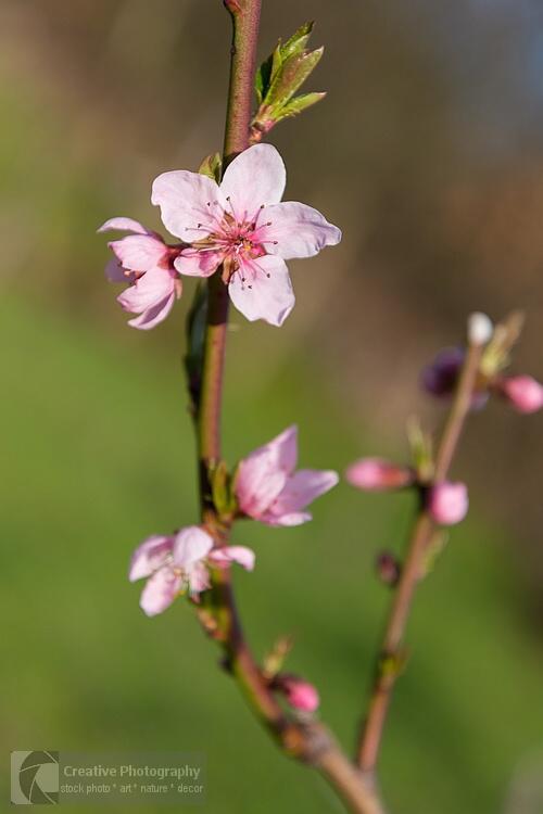 peach tree flowers in the spring