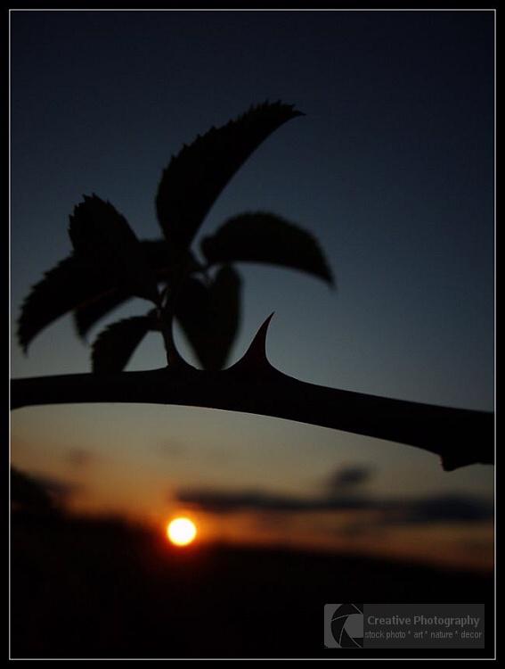 plant in sunset