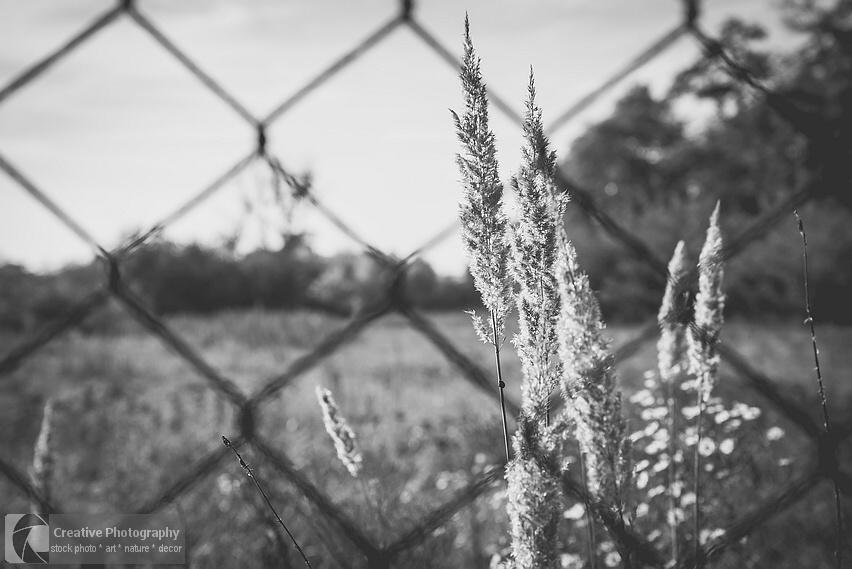 plants through fence