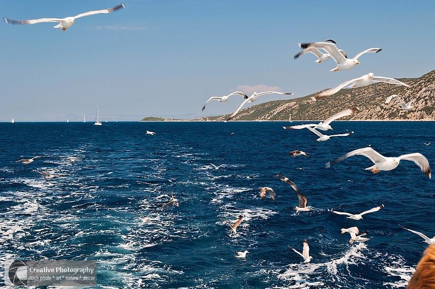 Seagulls flying behind the ship in Croatia