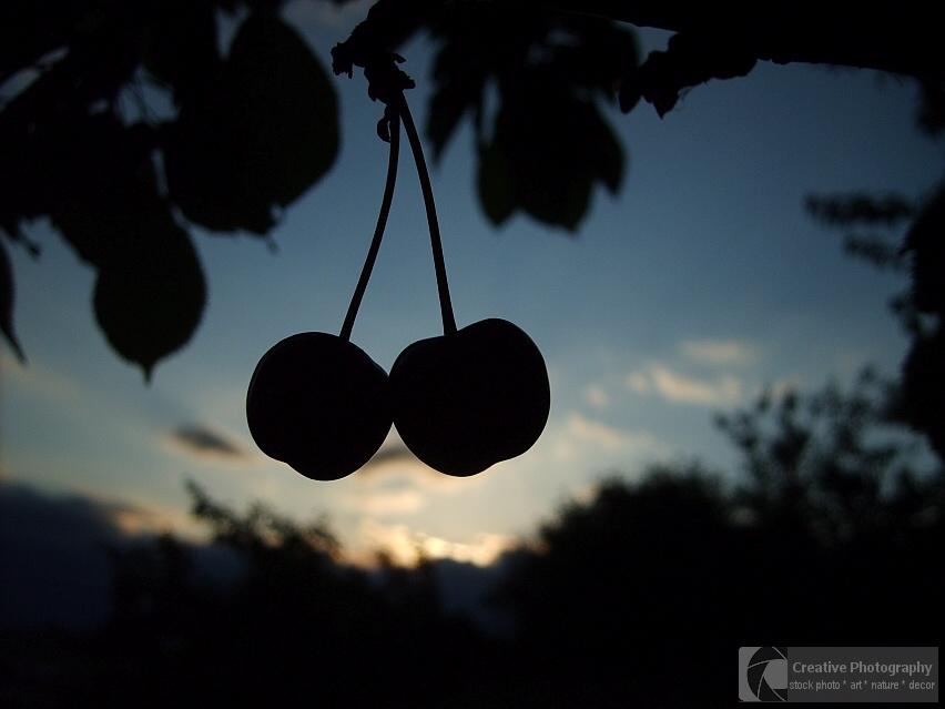 Silhouette of two cherries at sunset