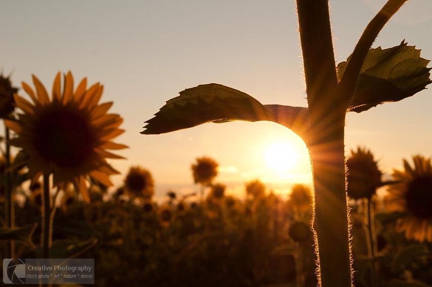 Sunflower field at sunset in the summer