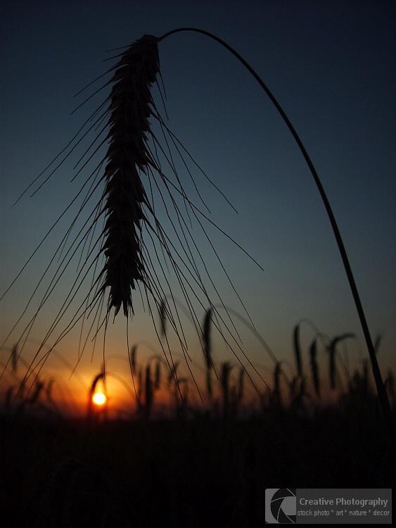 Sunset on the wheat field in the summer