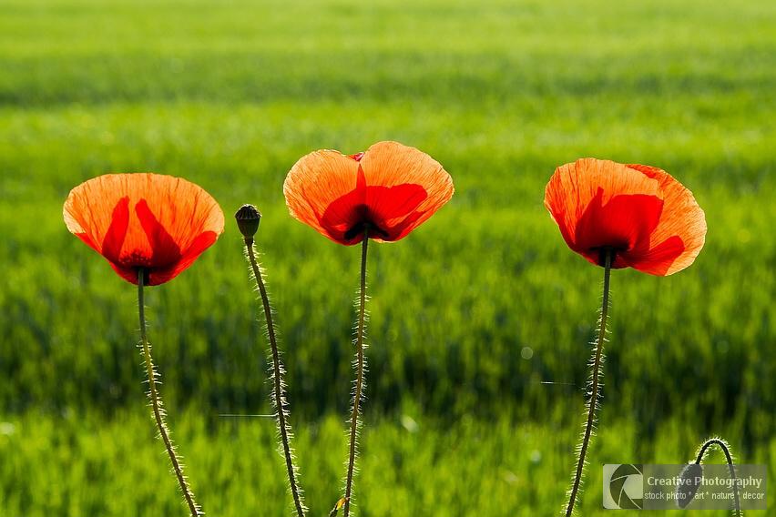 Three beautiful red poppies with blurred natural green background