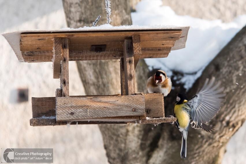 titmouse bird and goldfinch in the bird feeder in winter