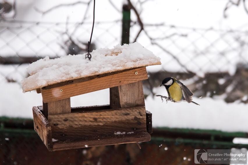Titmouse bird landing in the bird feeder in winter