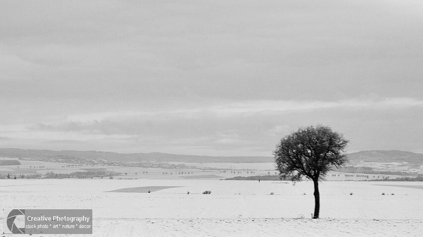 Tree alone on the snowy landscape. Black and white photo