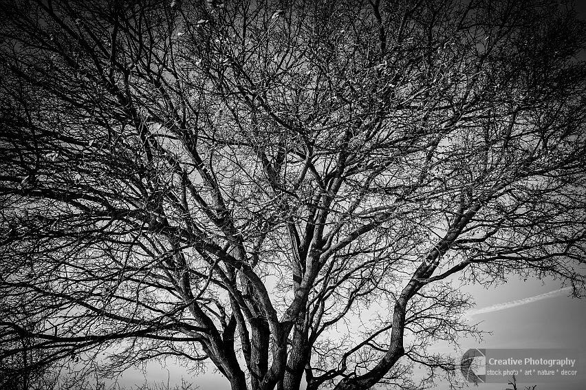 tree in black and white