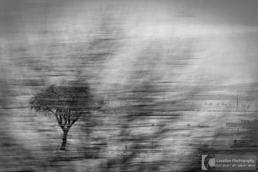 Tree with motion effect. Black and white photo