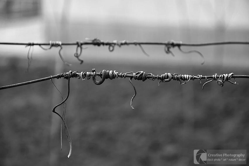 Vine crook on wire, black and white  photo