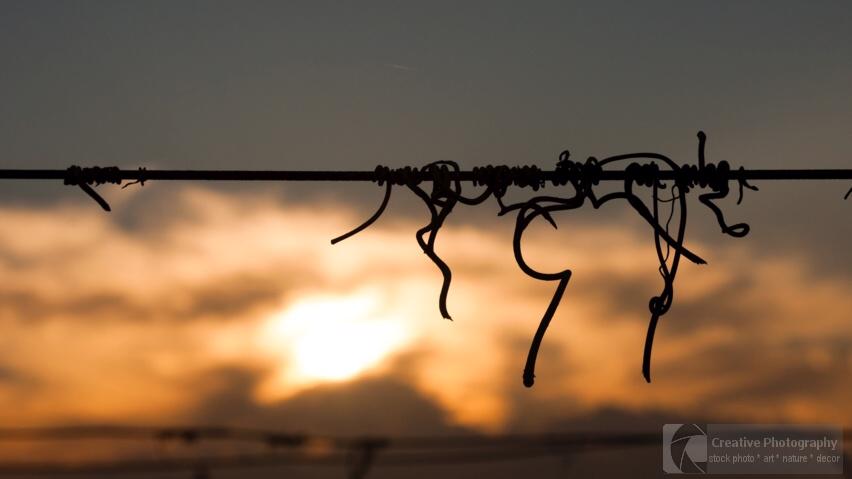 vine crook on wire in sunset