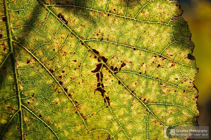 Vine leaf texture in autumn