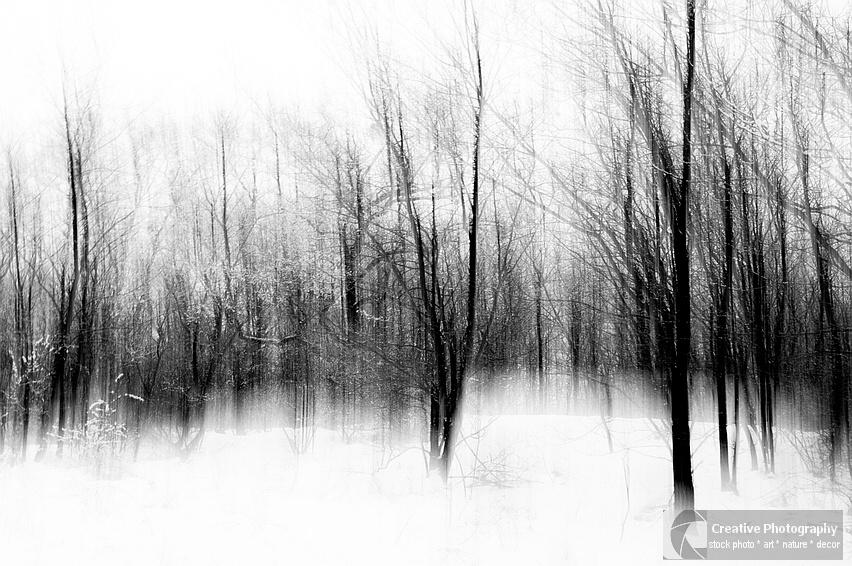 Winter forest impression with camera moving. Black and white photo