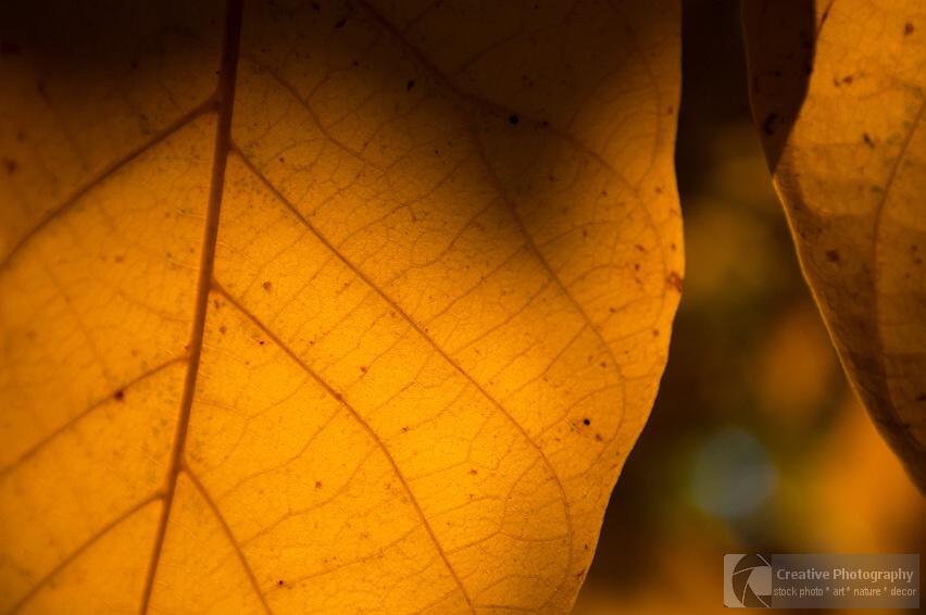 Yellow autumn leaf macro