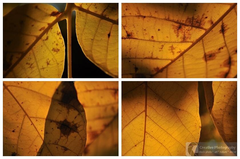 Collage from four photos which contains yellow autumn leaves