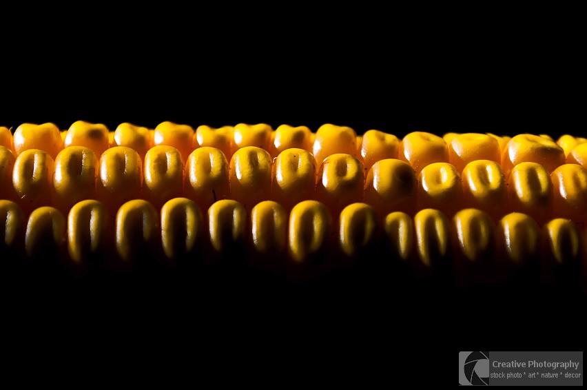 Yellow corn with black background