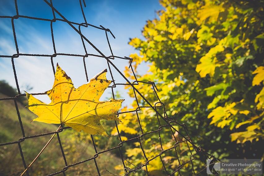 Yellow leaf on the fence in the autumn