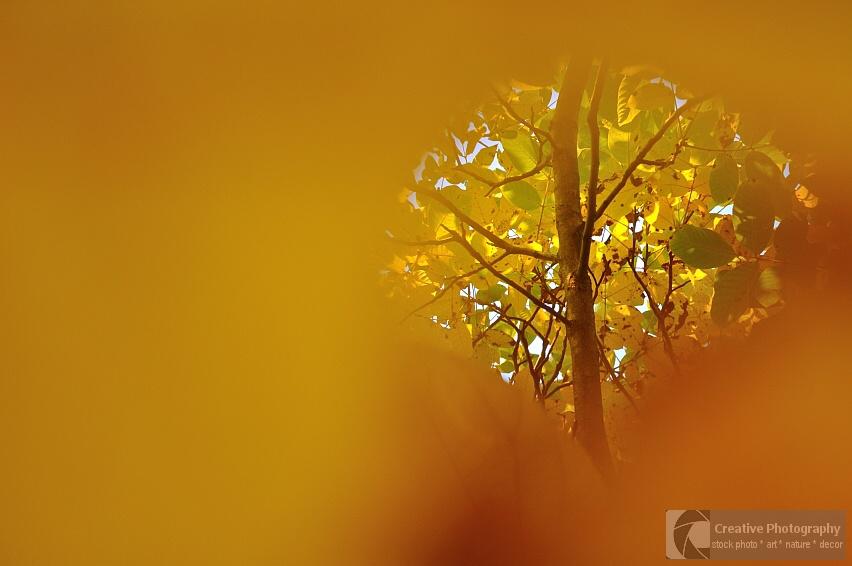 Yellow leaves on the tree in autumn